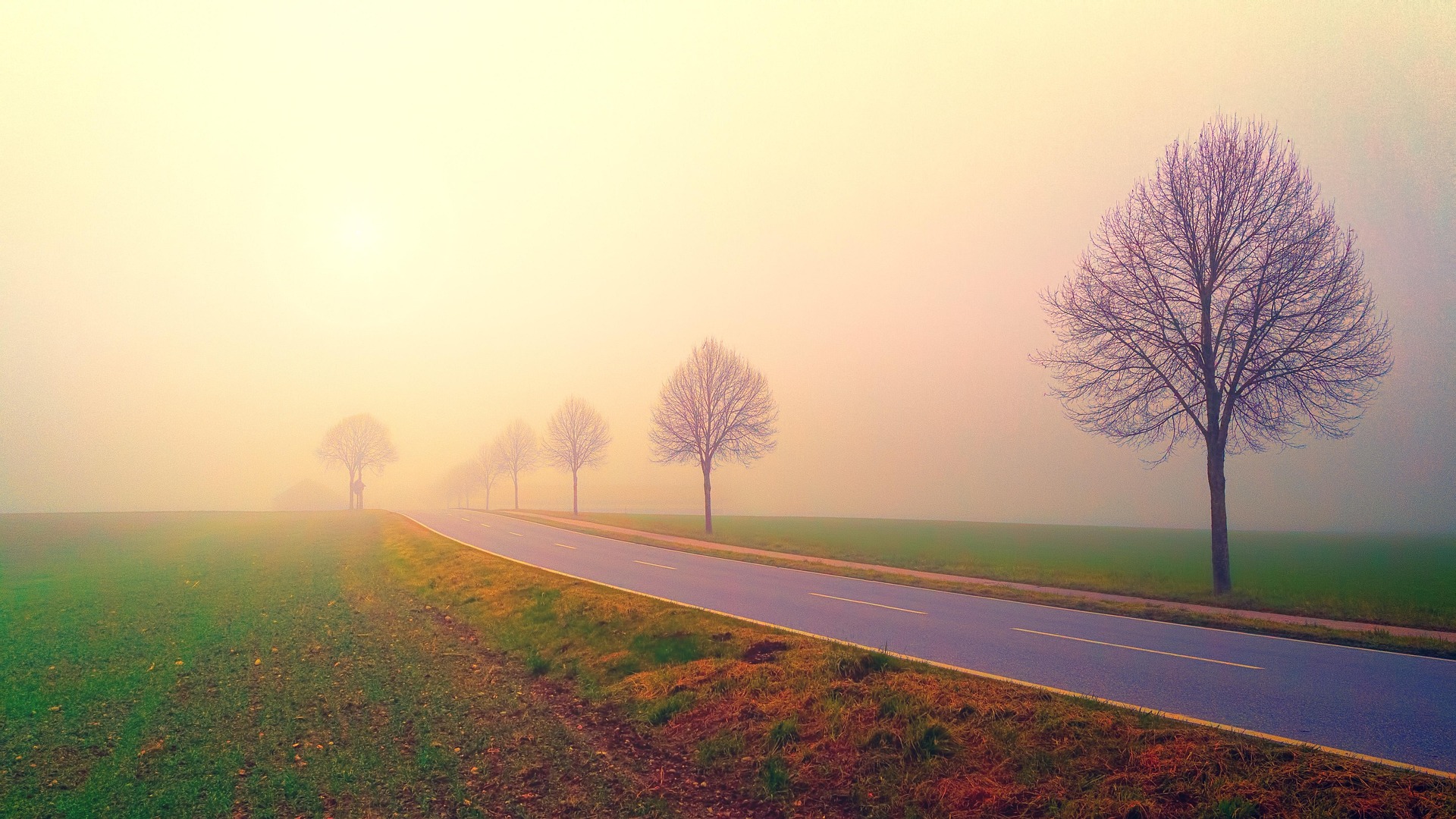 Eine von Bäumen gesäumte Landstraße im warmen Morgennebel